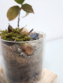 化石を埋めたミニチュアの地層を作ろう