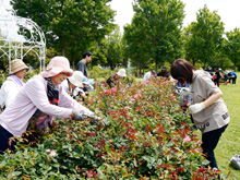 プチボランティアバラの花ぷっちん