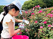 プチボランティア バラの花ぷっちん