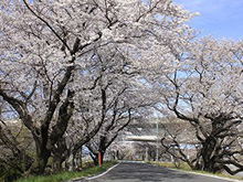 木曽川堤サクラ祭り