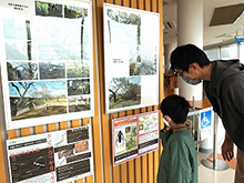 「木曽川堤(サクラ)」~その歴史を紐解く