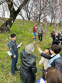 サクラの花を見分けよう!