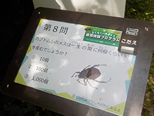 フィールドクイズに挑戦~夏の生き物編~