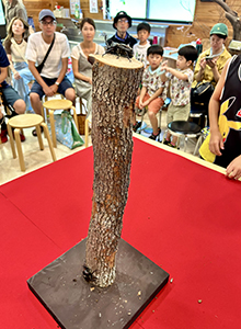 カブトムシ競技会
