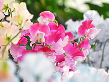 フラワースナップ ‘mid-spring’