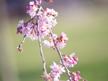 フラワースナップ ‘mid-spring’