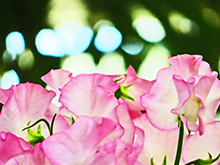 フラワースナップ ‘mid-spring’