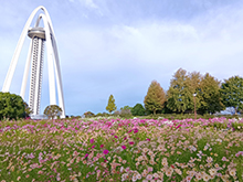 秋風に揺れるコスモス