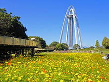 秋風に揺れるコスモス