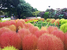 コキアと彩りの花壇