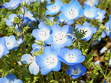 プチボランティア コスモスの花がら摘み