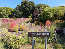 コキアと彩りの花壇