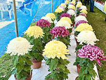 第50回一宮菊花大会