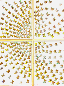 アートする昆虫展 ~虫どきッ!?~